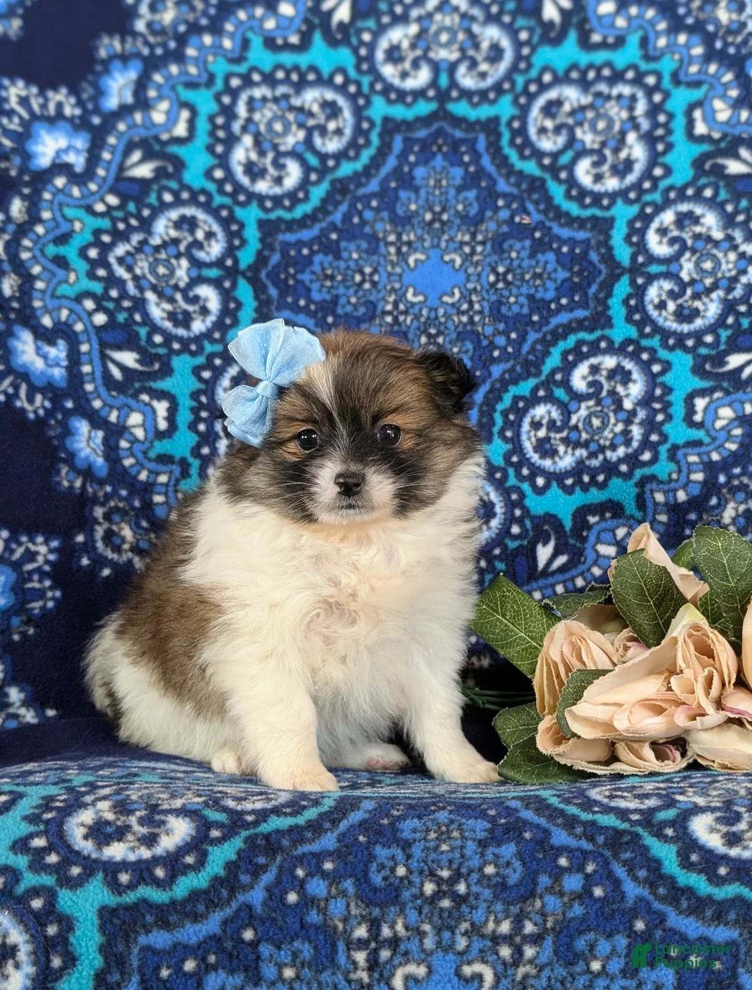 Pomeranian dogs for sale: Tiara - Ad 6