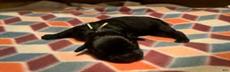 Giant Schnauzer dogs for sale: Poppy - Ad 4