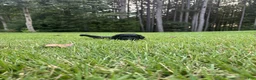 Goldendoodle dogs for sale: Slate - Ad 4