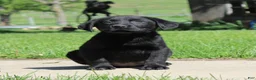 Labrador Retriever dogs for sale: Labrador Retriever Winston - Ad 4