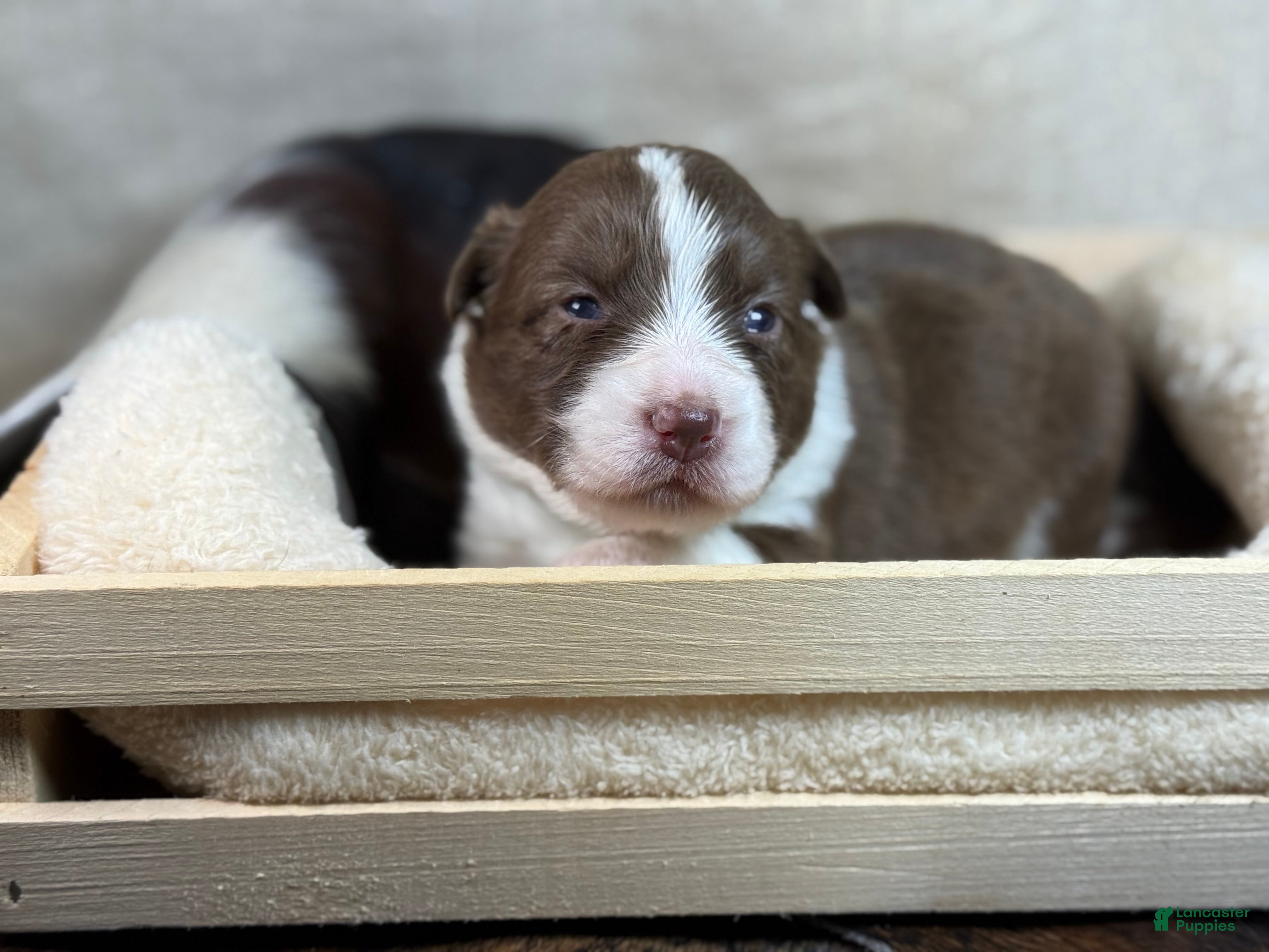 Mixed Breed dogs Green Collar Boy - Ad 18