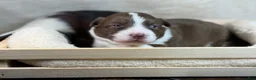 Mixed Breed dogs for sale: Green Collar Boy - Ad 1