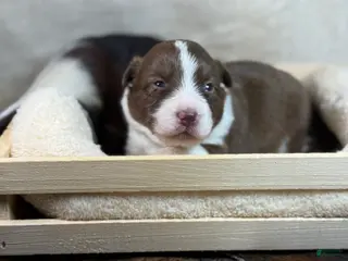 Mixed Breed dogs Green Collar Boy - Ad 18