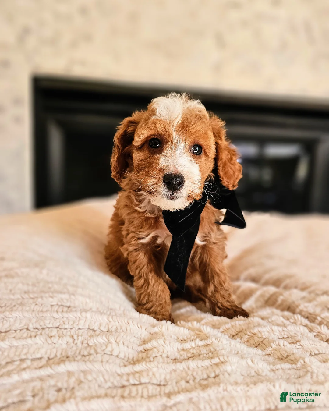 Mini Goldendoodle dogs for sale: Aurora - Petite F1BB Mini Goldendoodle - Ad 1
