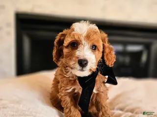 Mini Goldendoodle dogs Aurora - Petite F1BB Mini Goldendoodle - Ad 29