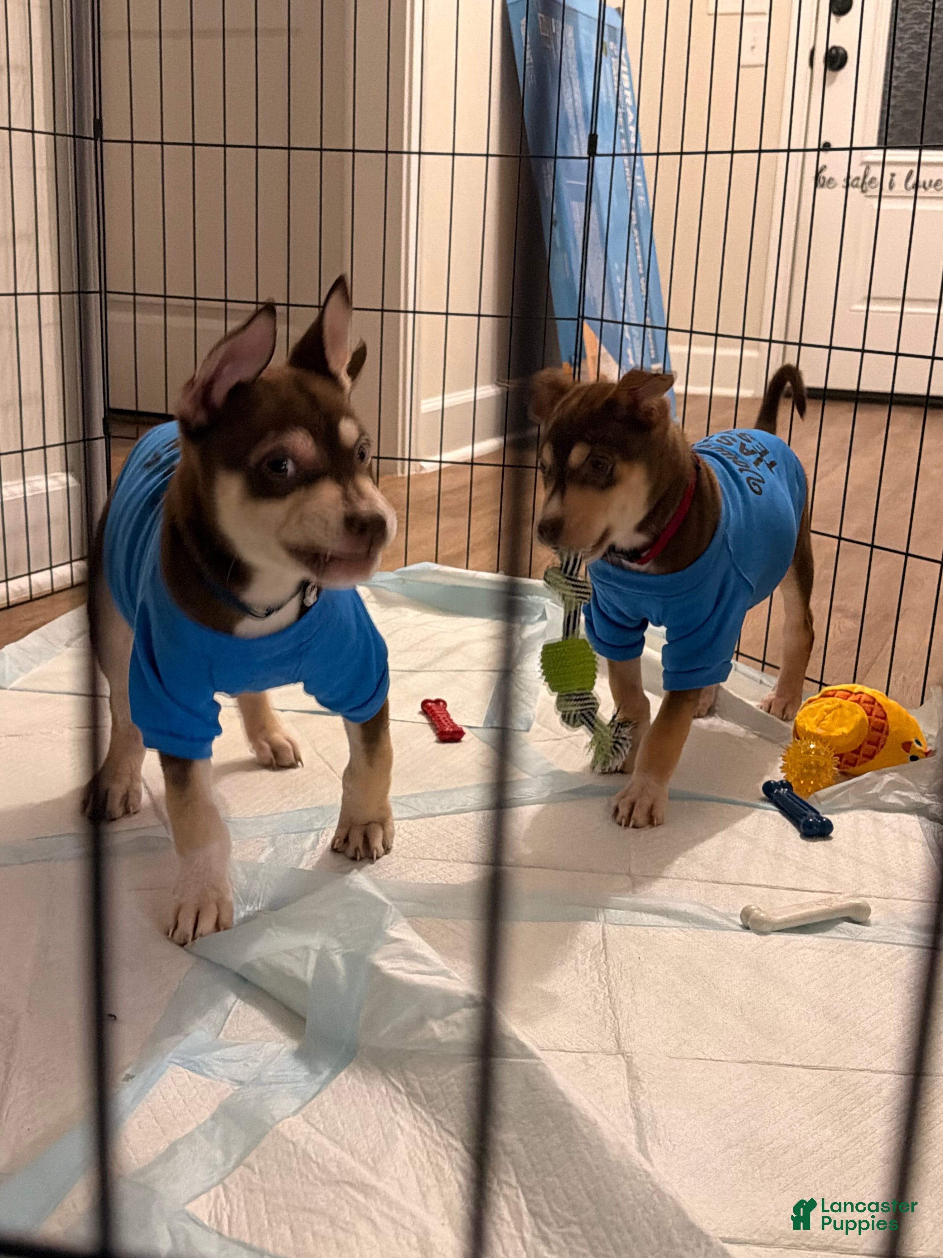 Mixed Breed dogs Mixed Breed Puppy 2 - Ad 9