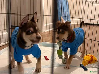 Mixed Breed dogs Mixed Breed Puppy 2 - Ad 9