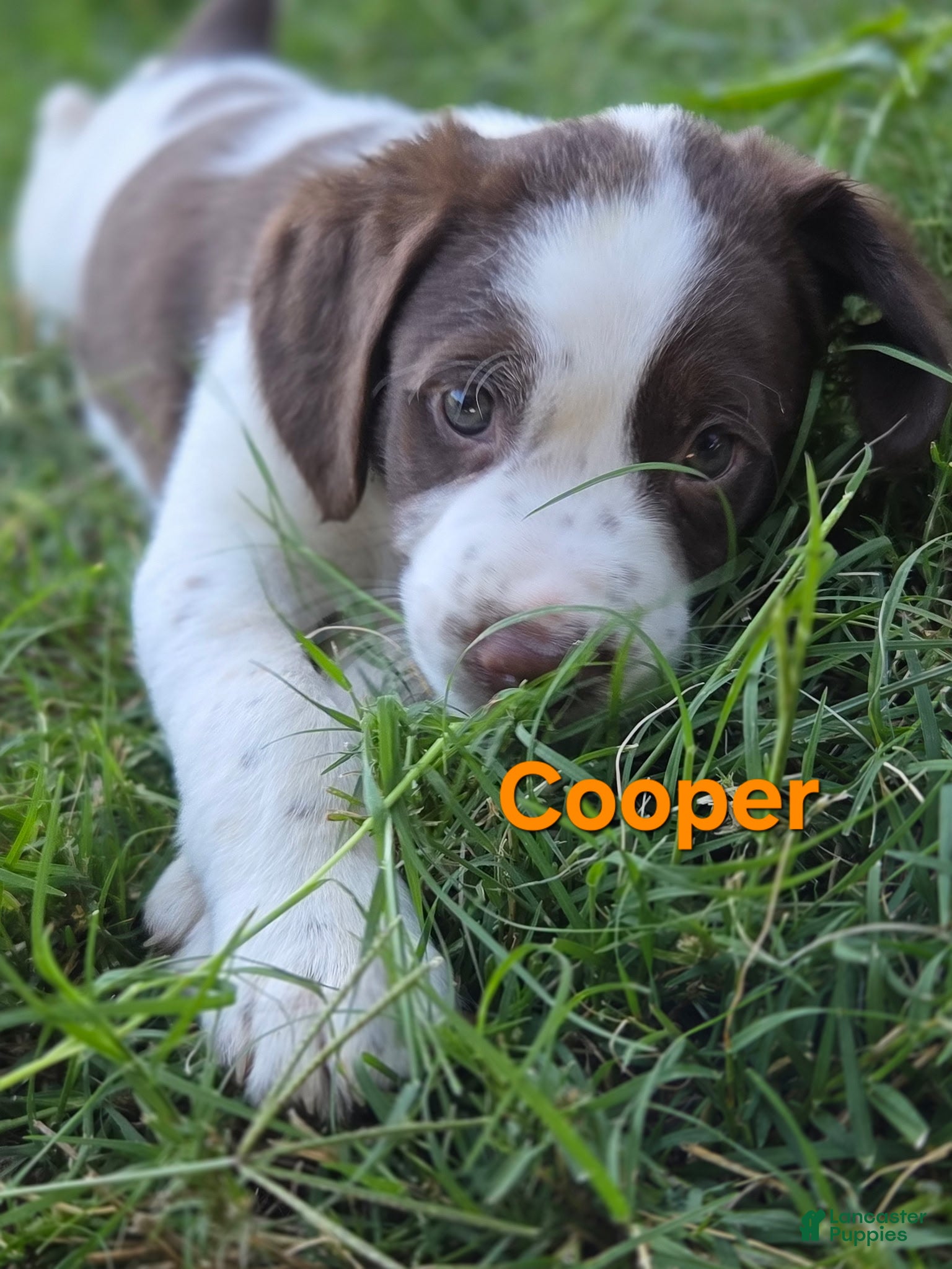 Mixed Breed dogs Cooper - Ad 39