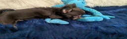 Chihuahua dogs for sale: Chihuahua 2 - Ad 2
