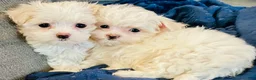 Maltese dogs for sale: Tiny Timmy - Ad 3