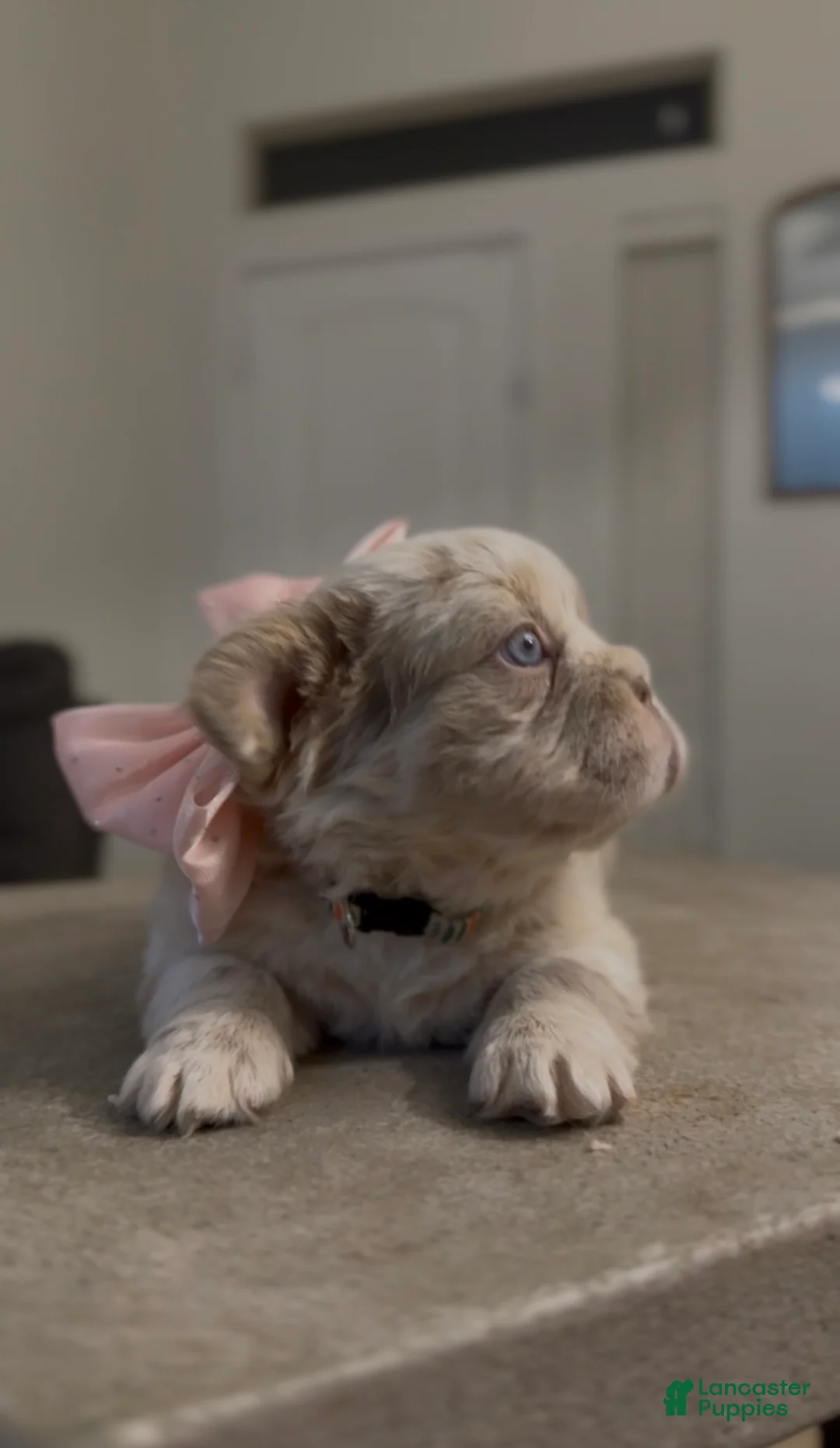 French Bulldog dogs for sale: French Bulldog Puppy 2 - Ad 2