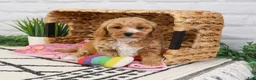 Cavapoo dogs for sale: Latte - Ad 4
