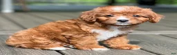 Cavapoo dogs for sale: Lulu - Ad 3