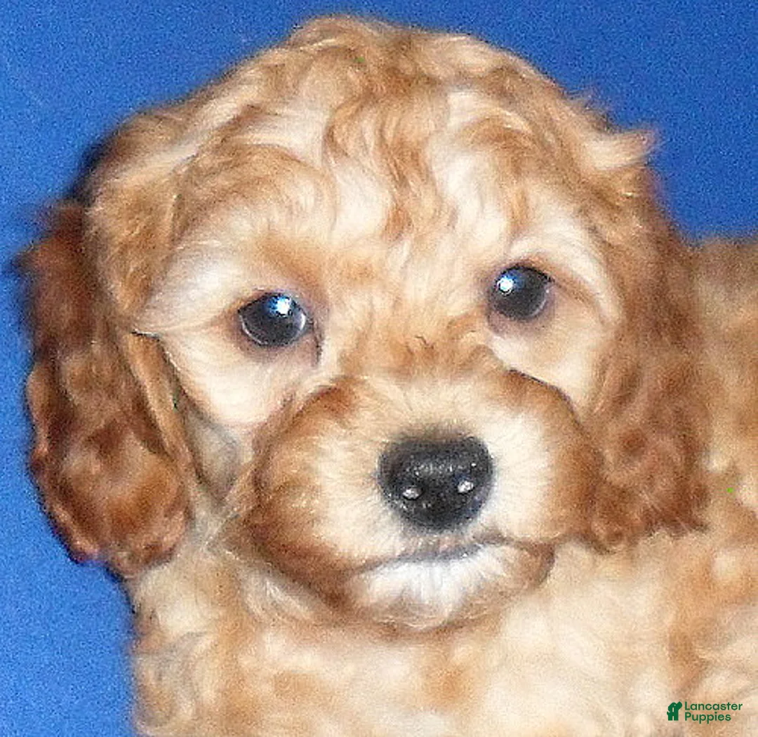 Cockapoo dogs for sale: Peanut - Ad 6