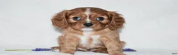 Cavalier King Charles Spaniel dogs for sale: Reese - Ad 4