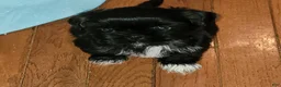 Shih Tzu dogs for sale: Crypto  - Ad 4