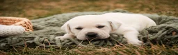 Labrador Retriever dogs for sale: Shadow - Ad 4