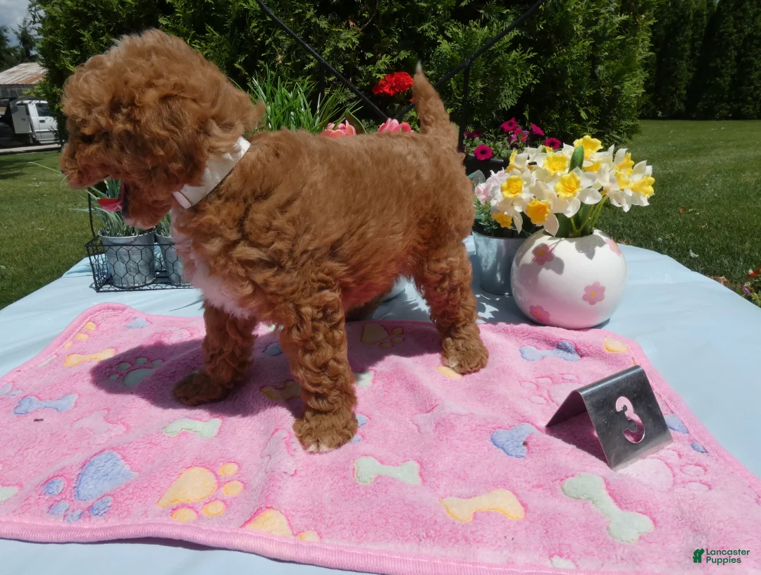 Mini Goldendoodle dogs for sale: Mini Goldendoodle 4 Charman - Ad 2