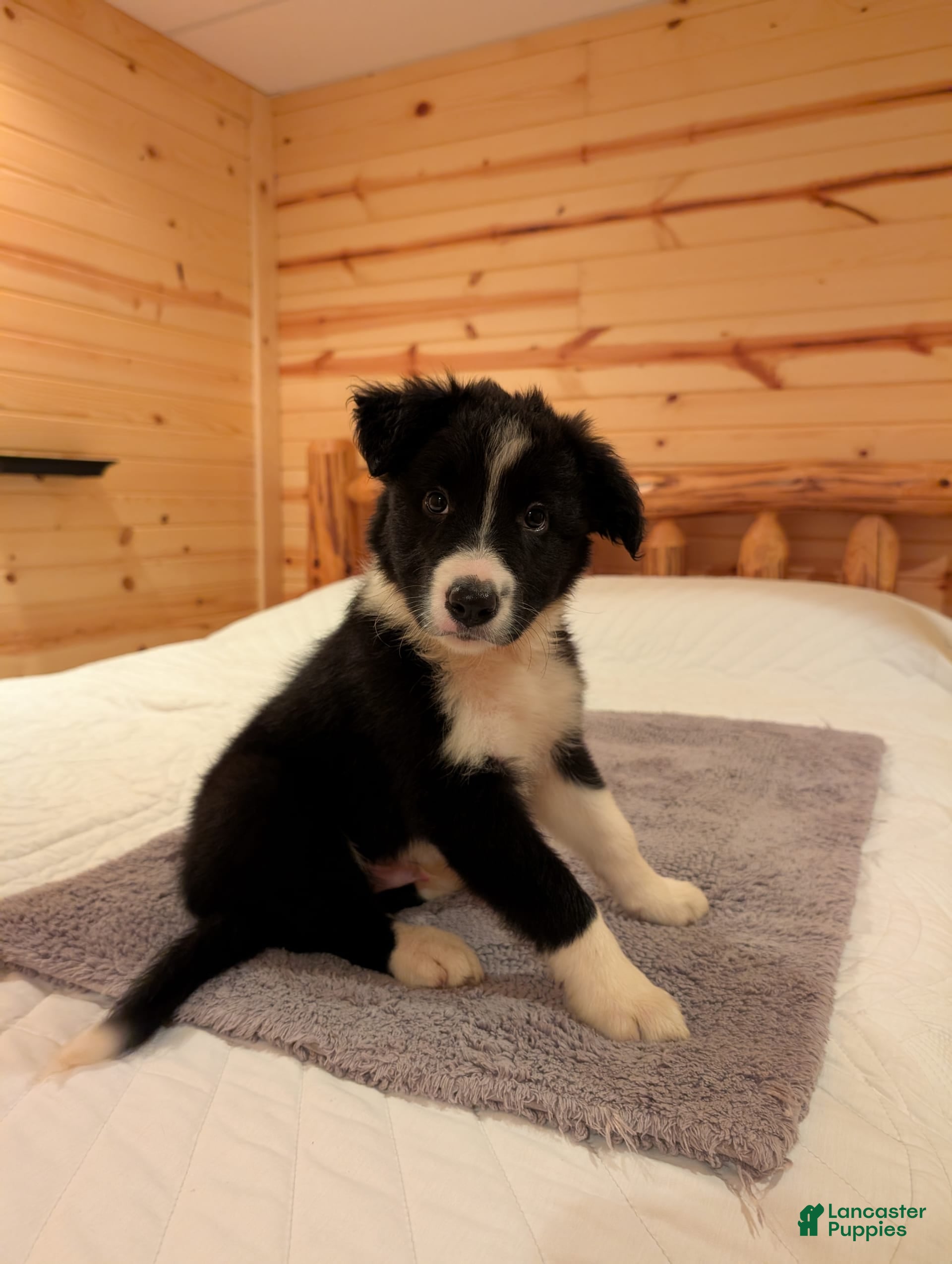Border Collie dogs Roy - Ad 13