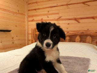 Border Collie dogs Roy - Ad 13