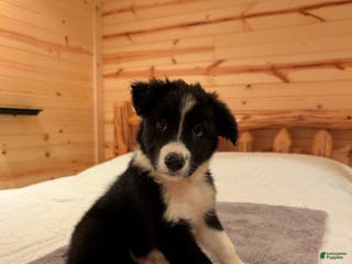 Border Collie dogs Roy - Ad 23