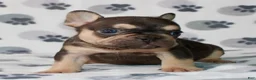 French Bulldog dogs for sale: Milo - Ad 2