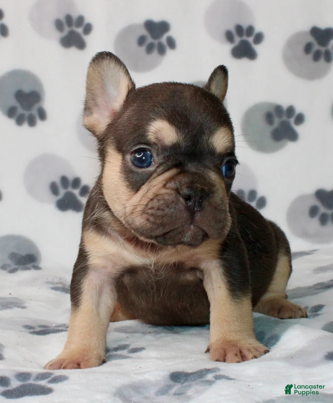 French Bulldog dogs for sale: Milo - Ad 2