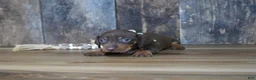 Miniature Dachshund dogs for sale: Griff - Ad 2