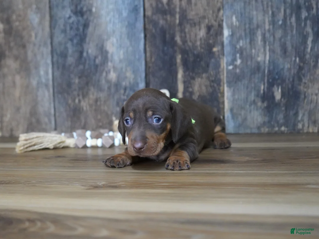 Miniature Dachshund dogs for sale: Griff - Ad 2