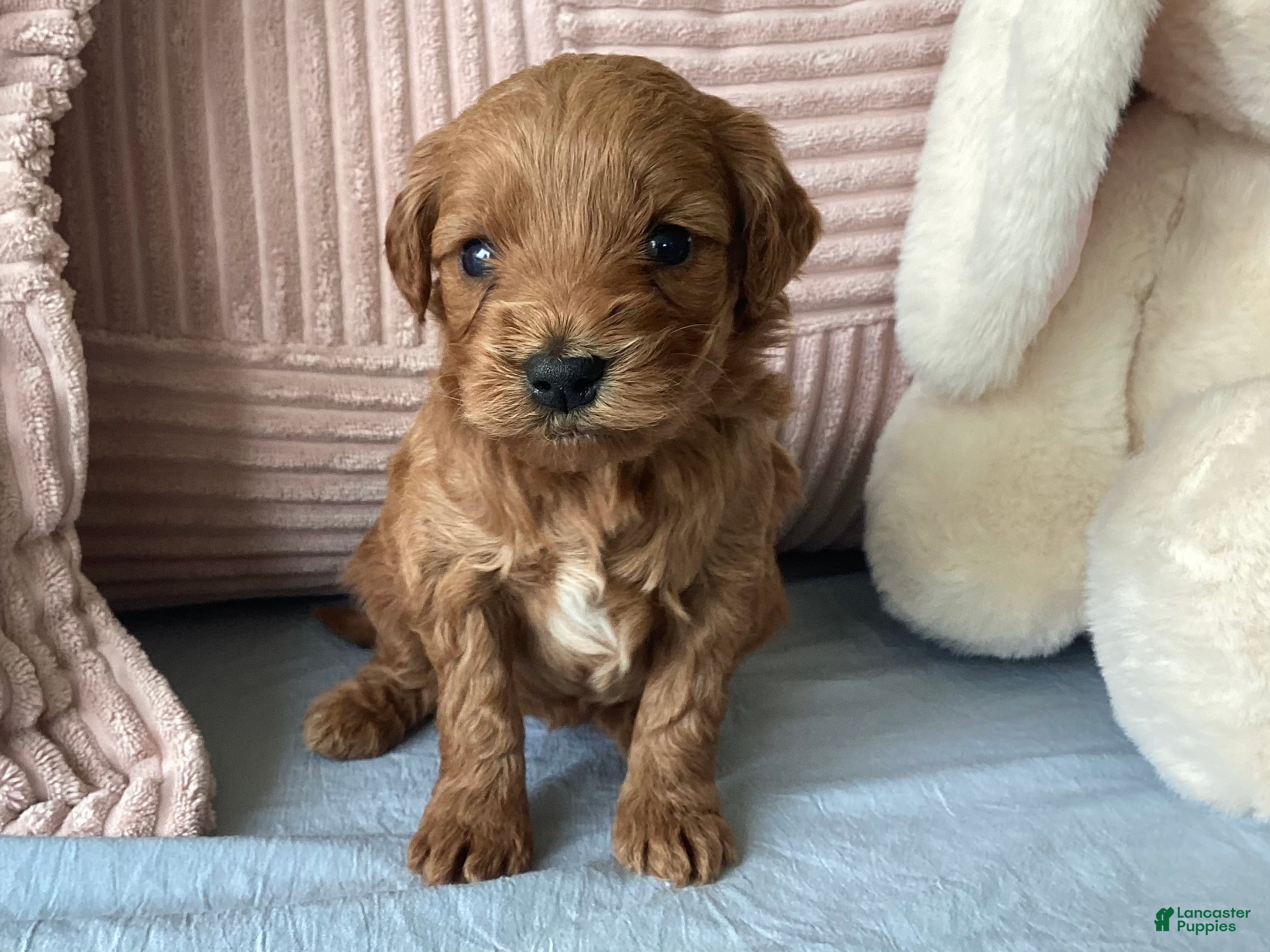 Mini Goldendoodle dogs Mini Goldendoodle “Nala” - Ad 2