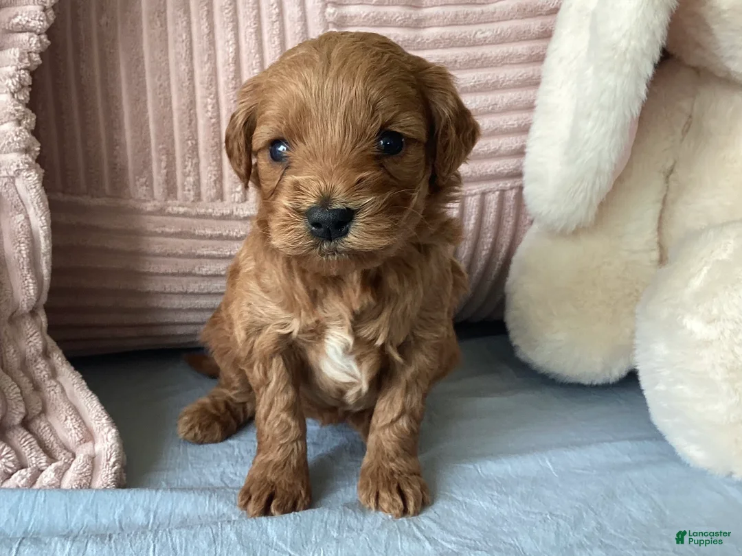 Mini Goldendoodle dogs for sale: Mini Goldendoodle “Nala” - Ad 2