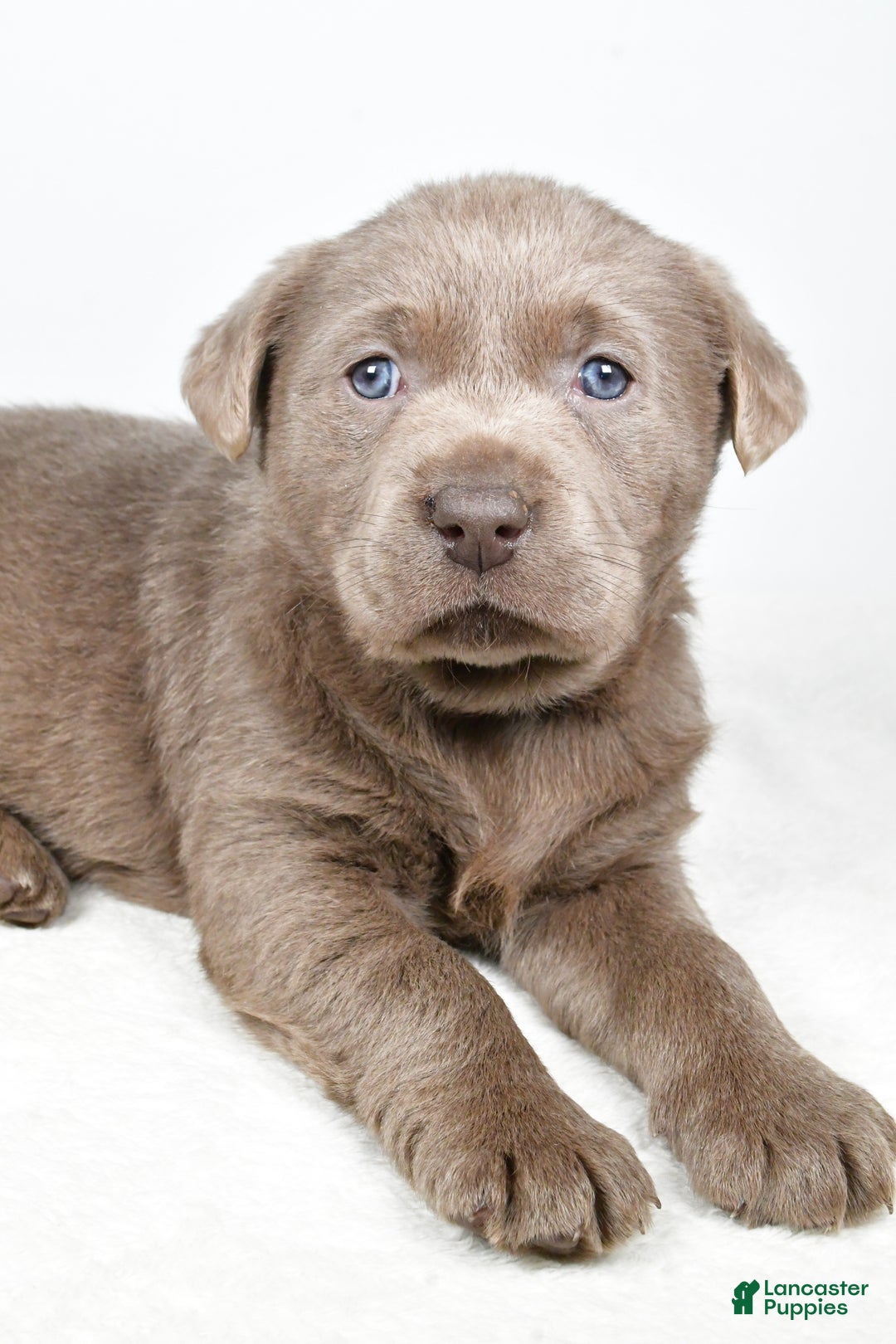 Labrador Retriever dogs for sale: Luna - Ad 10