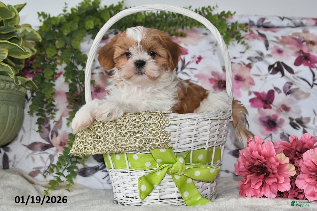 Shih Tzu dogs for sale: Ricky - Ad 4