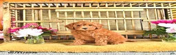 Cavapoo dogs for sale: Blake - Ad 1