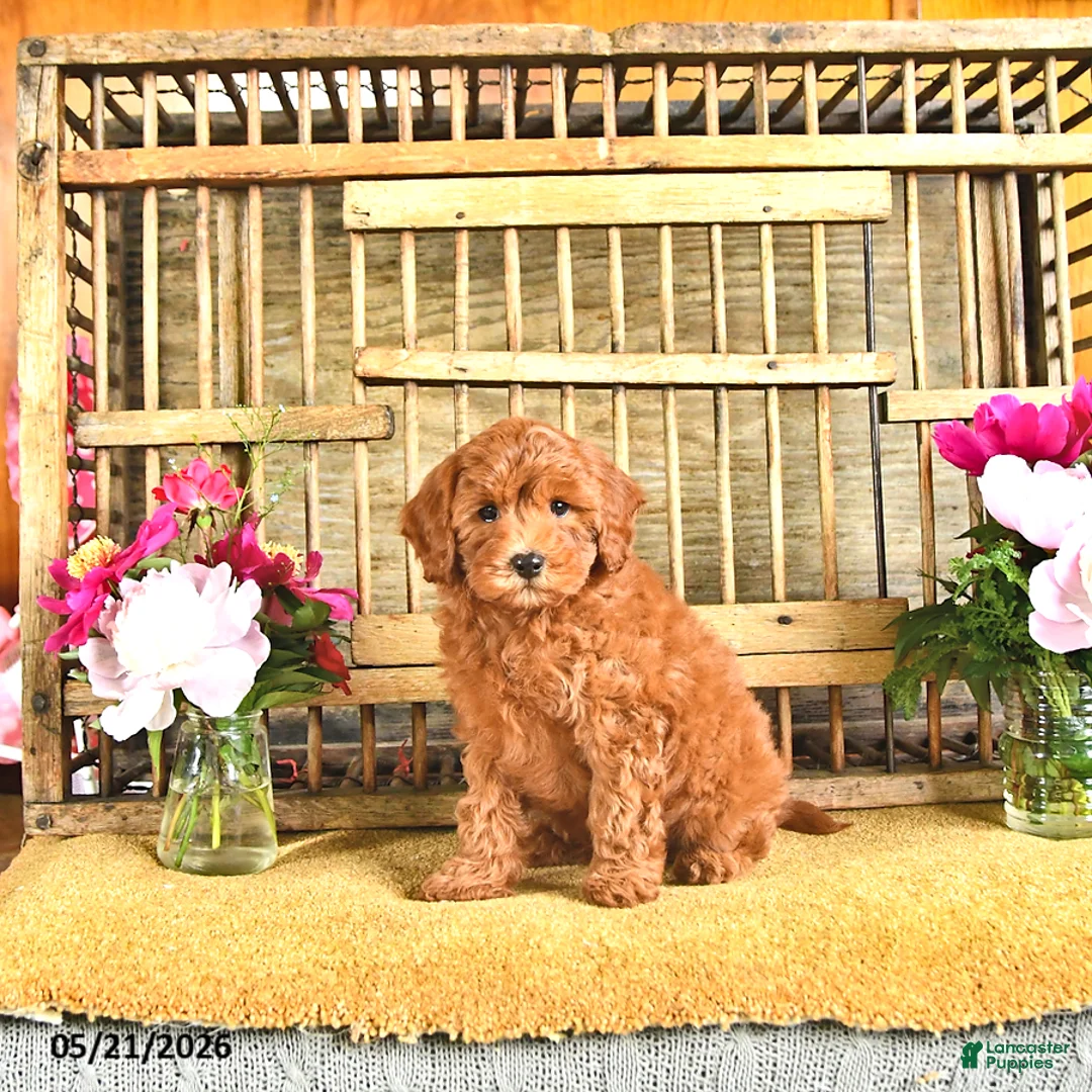 Cavapoo dogs for sale: Blake - Ad 1