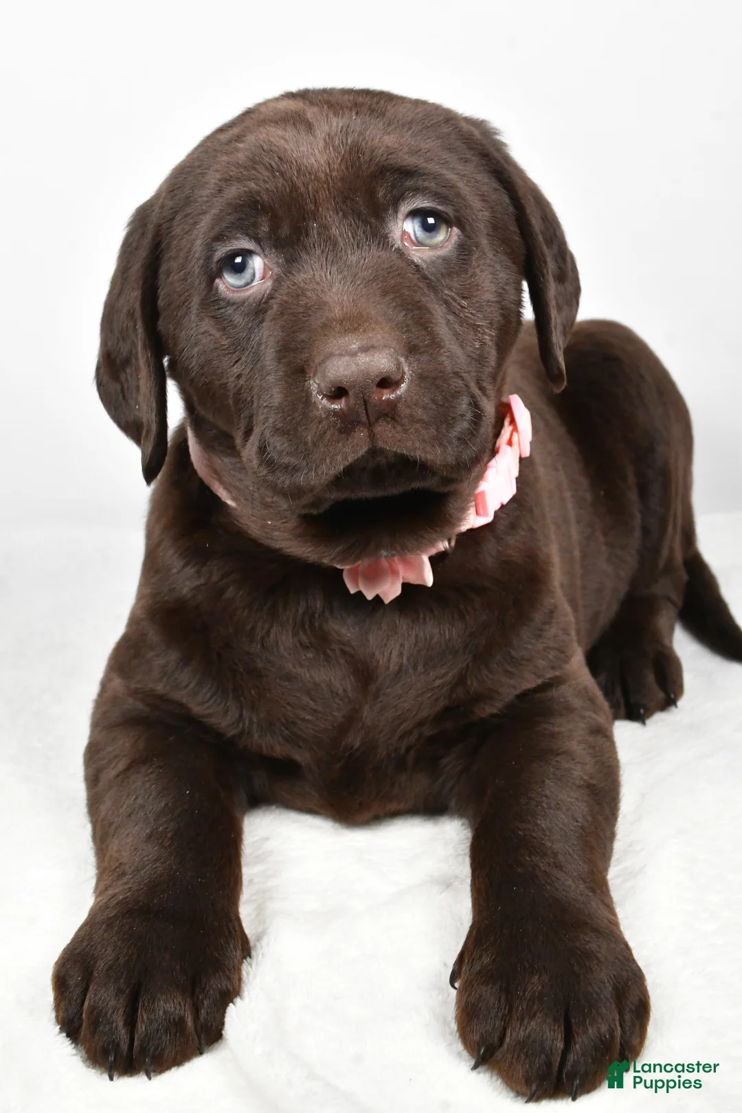 Labrador Retriever dogs for sale: Nova - Ad 4