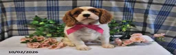 Cavalier King Charles Spaniel dogs for sale: Caramel - Ad 1