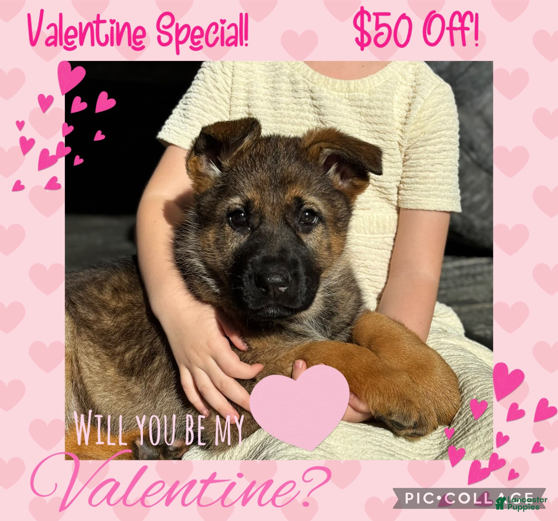 German Shepherd dogs Oakley - Ad 19