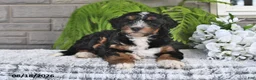 Mini Bernedoodle dogs for sale: Mindy - Ad 4
