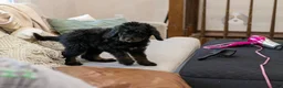 Bernedoodle dogs for sale: Olympic - Ready Now! - Ad 15