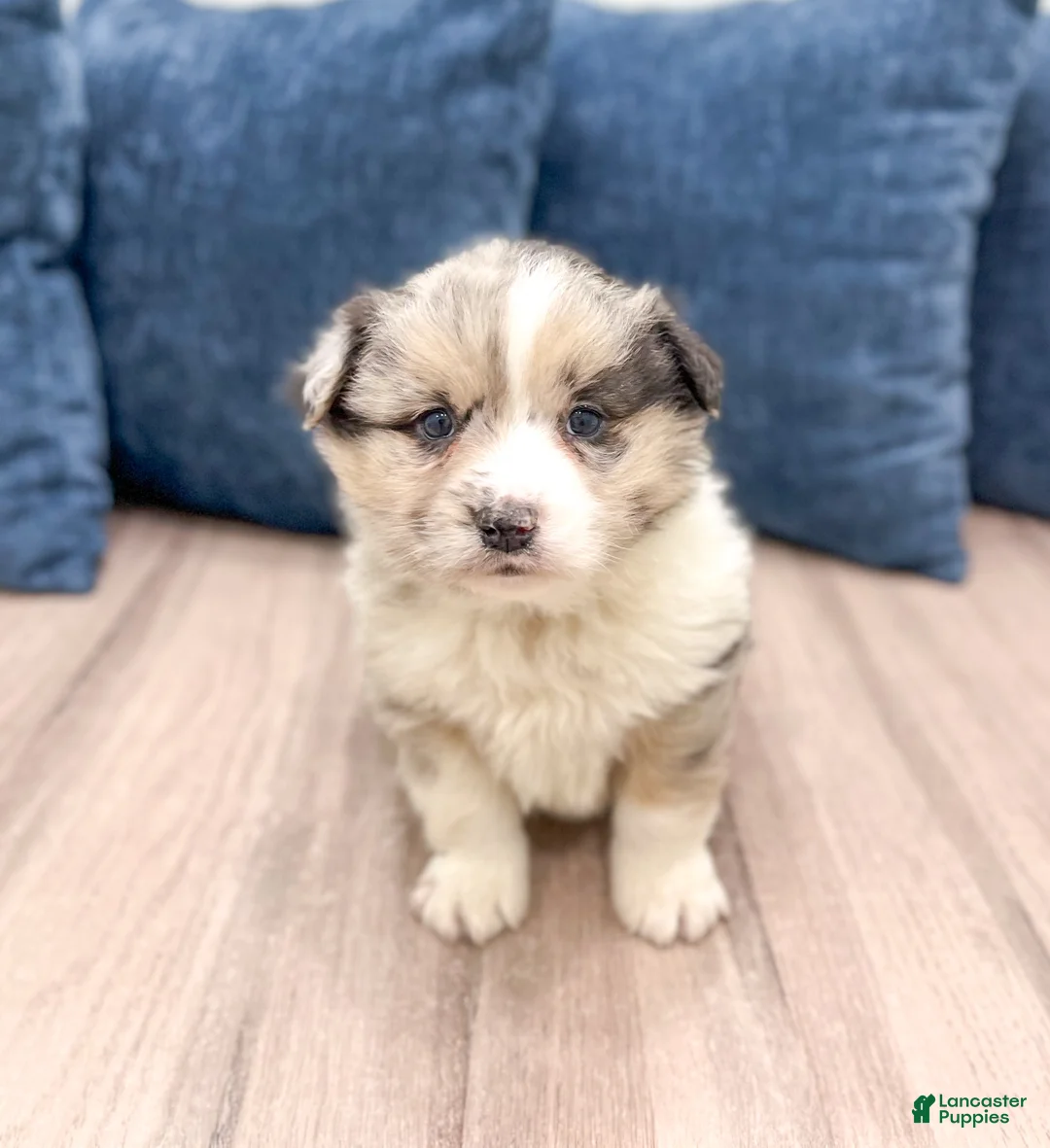 Australian Shepherd dogs for sale: Monty - Ad 1