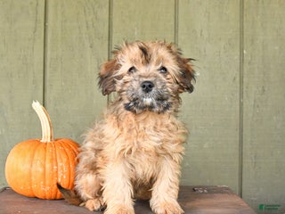 Cavapoo dogs - Ad 29