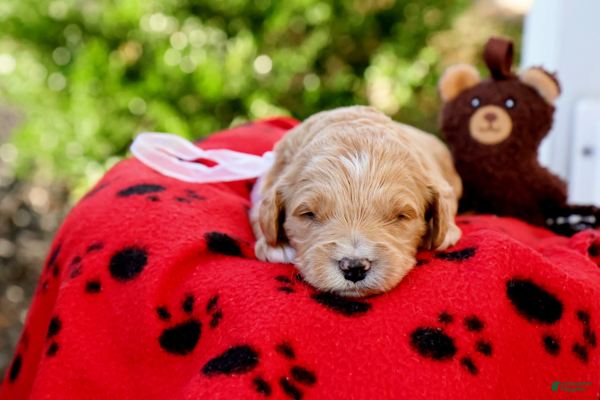 Goldendoodle dogs Milo - Ad 1