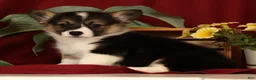 Welsh Corgi Pembroke dogs for sale: Jasmine - Ad 5