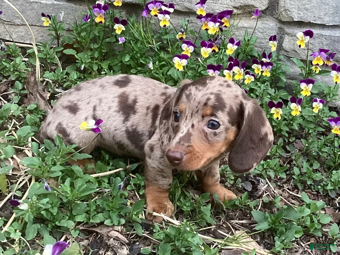 Miniature Dachshund dogs for sale: Popcorn  - Ad 2