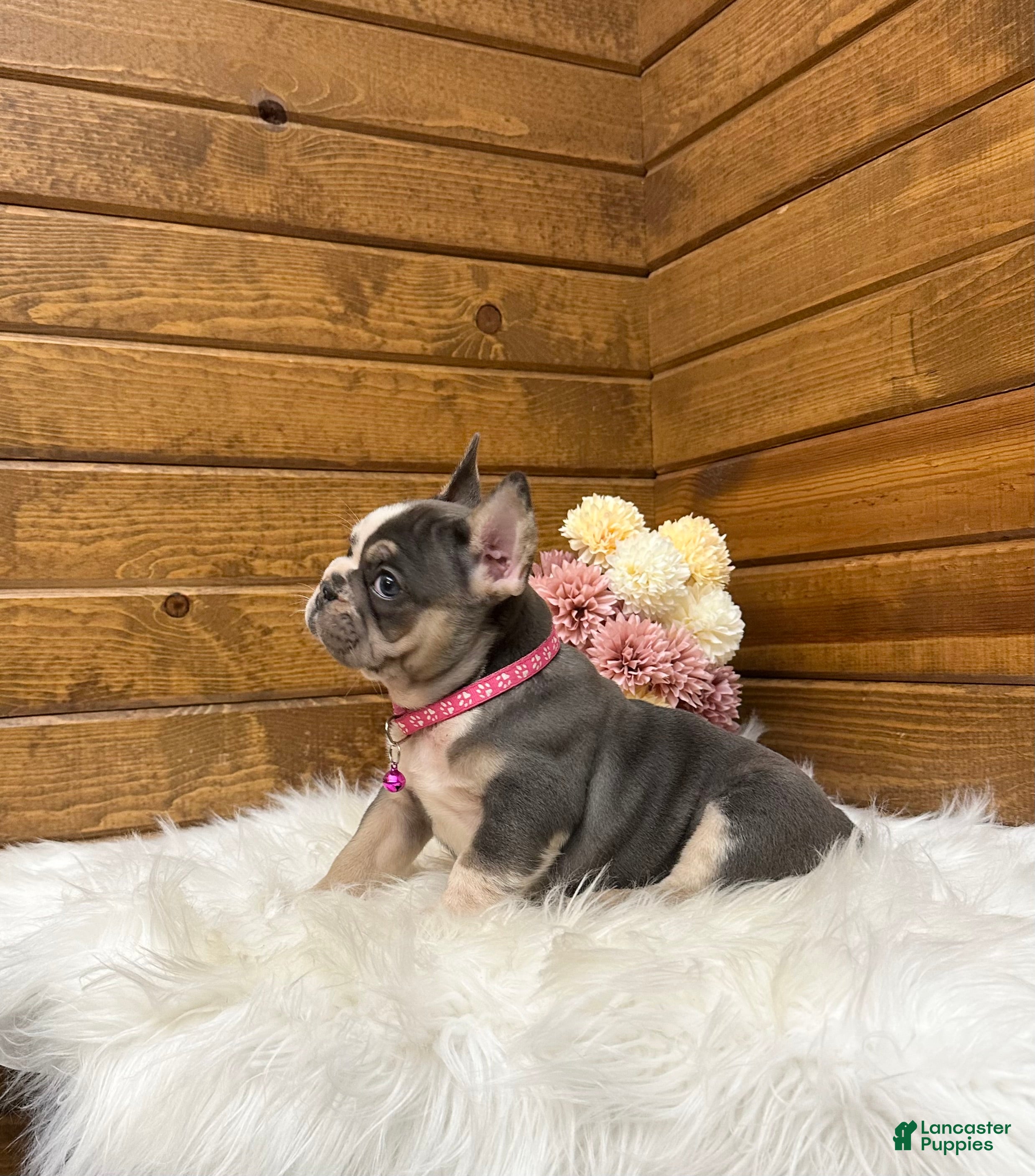 French Bulldog dogs Lexi - Ad 2