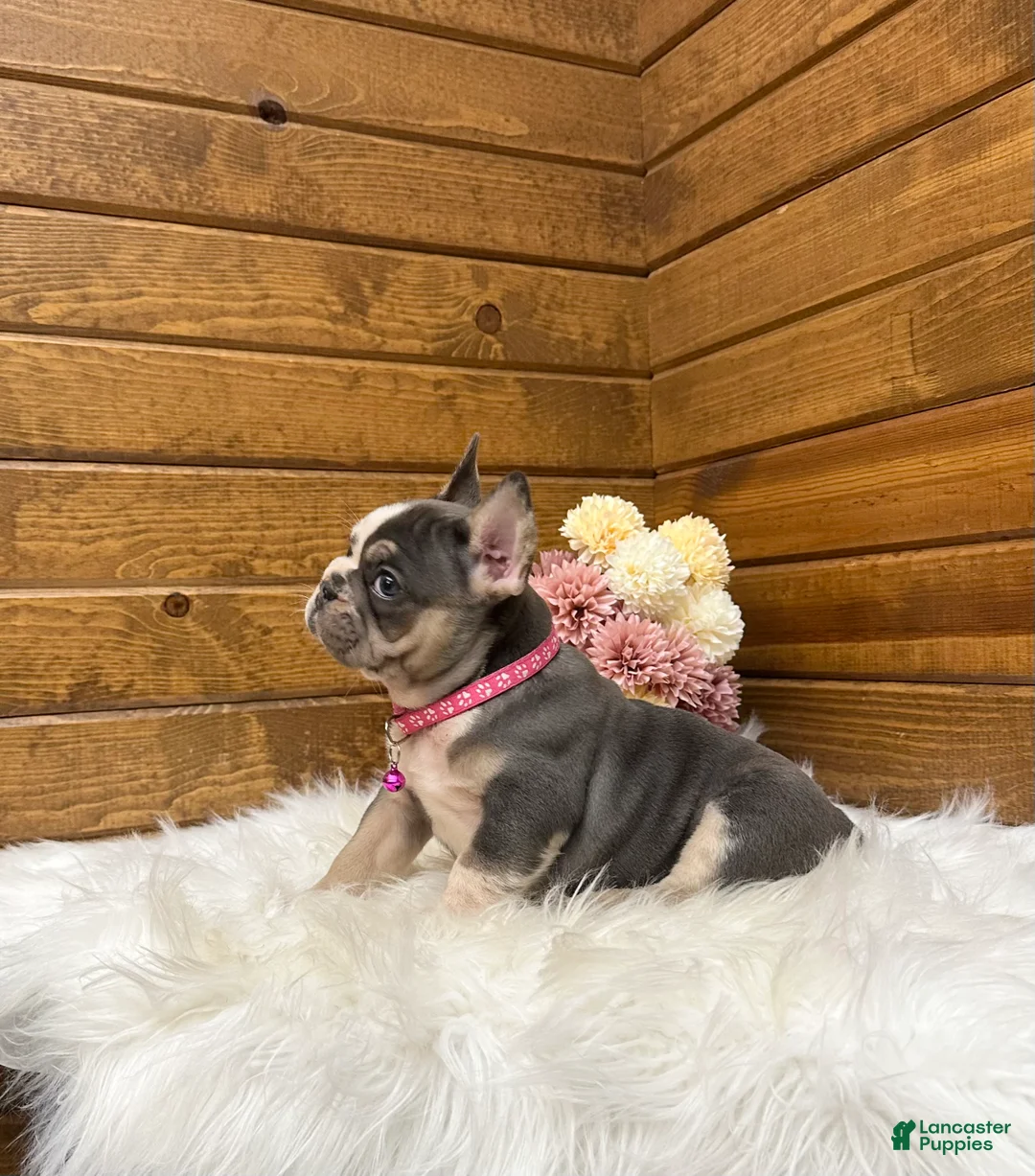 French Bulldog dogs for sale: Lexi - Ad 2