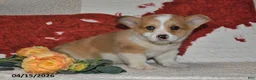 Welsh Corgi Pembroke dogs for sale: Cheri - Ad 9