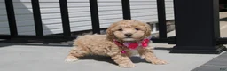 Bichpoo dogs for sale: Sadie  - Ad 11