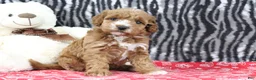 Mini Goldendoodle dogs for sale: Bella - Ad 3